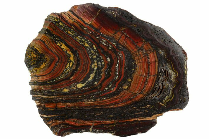 Polished Tiger Iron Stromatolite - Billion Years #129336